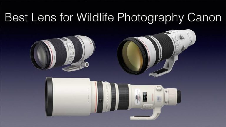 Best Canon Lenses For Wildlife Photography - Best Camera News